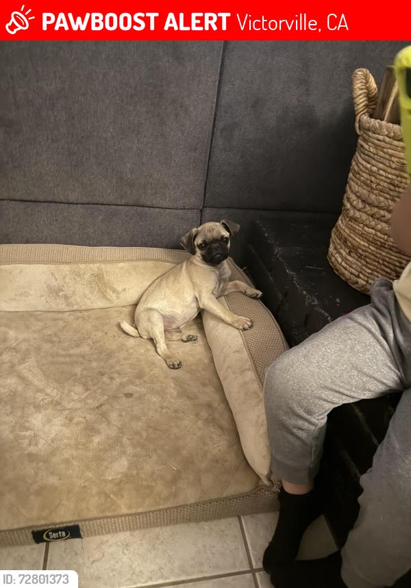 Lost Male Dog last seen Victor Valley High School, Victorville, CA 92395
