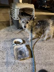 Found/Stray Male Dog last seen Pine forest country club , Houston, TX 77084