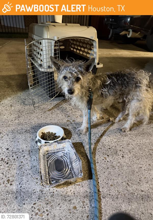 Found/Stray Male Dog last seen Pine forest country club , Houston, TX 77084