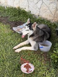 Found/Stray Male Dog last seen Fargo ave San Antonio tx 78220, San Antonio, TX 78220