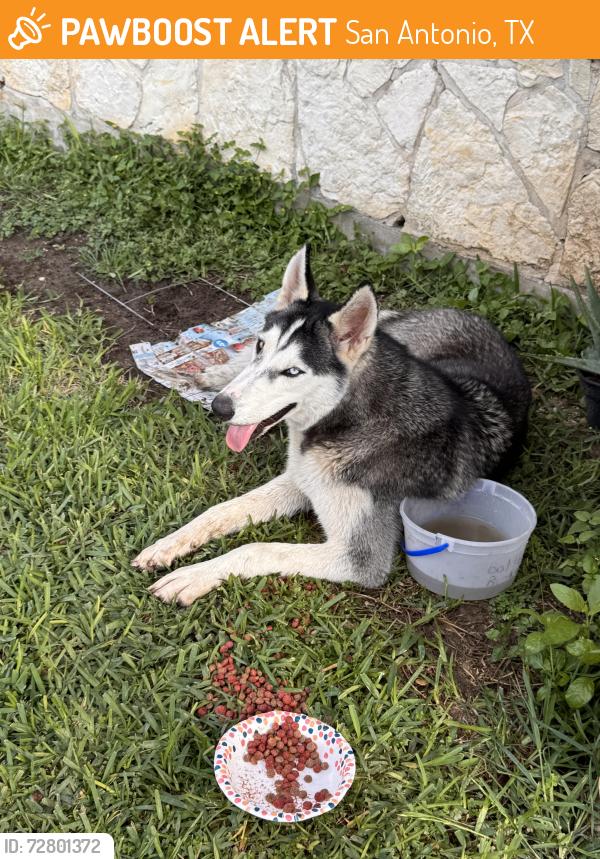 Found/Stray Male Dog last seen Fargo ave San Antonio tx 78220, San Antonio, TX 78220