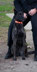 Lost Female Dog last seen E brundage Ln, Bakersfield, CA 93307