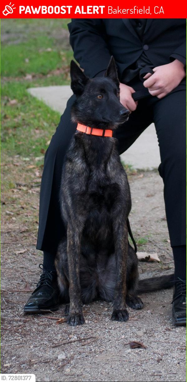 Lost Female Dog last seen E brundage Ln, Bakersfield, CA 93307
