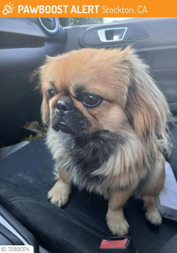Found/Stray Male Dog last seen 12th Street , Stockton, CA 95205