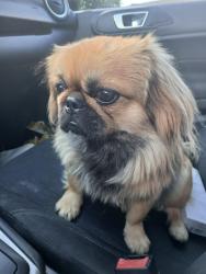 Found/Stray Male Dog last seen 12th Street , Stockton, CA 95205