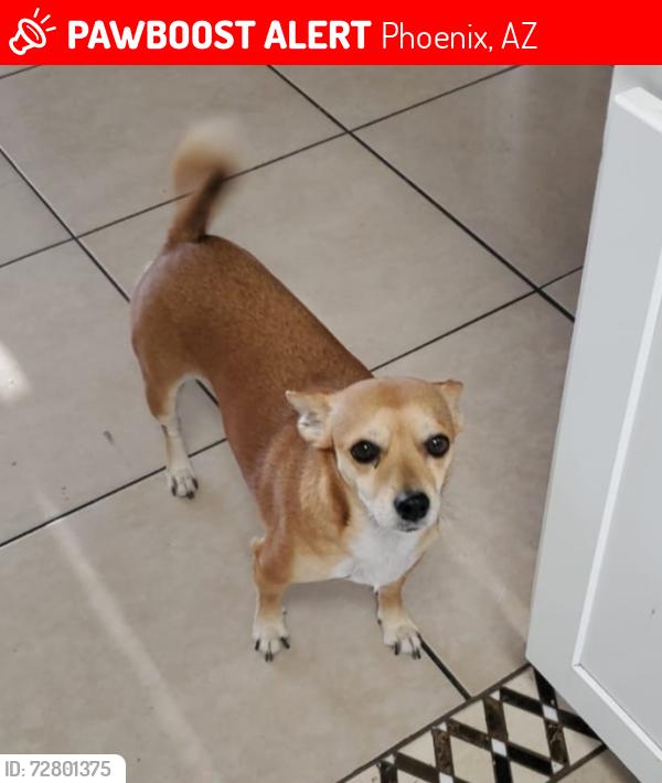 Lost Female Dog last seen 87ave & glenrosa, Phoenix, AZ 85037