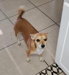 Lost Female Dog last seen 87ave & glenrosa, Phoenix, AZ 85037