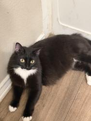 Lost Female Cat last seen Preston oaks rd and Montfort, Dallas, TX 75254