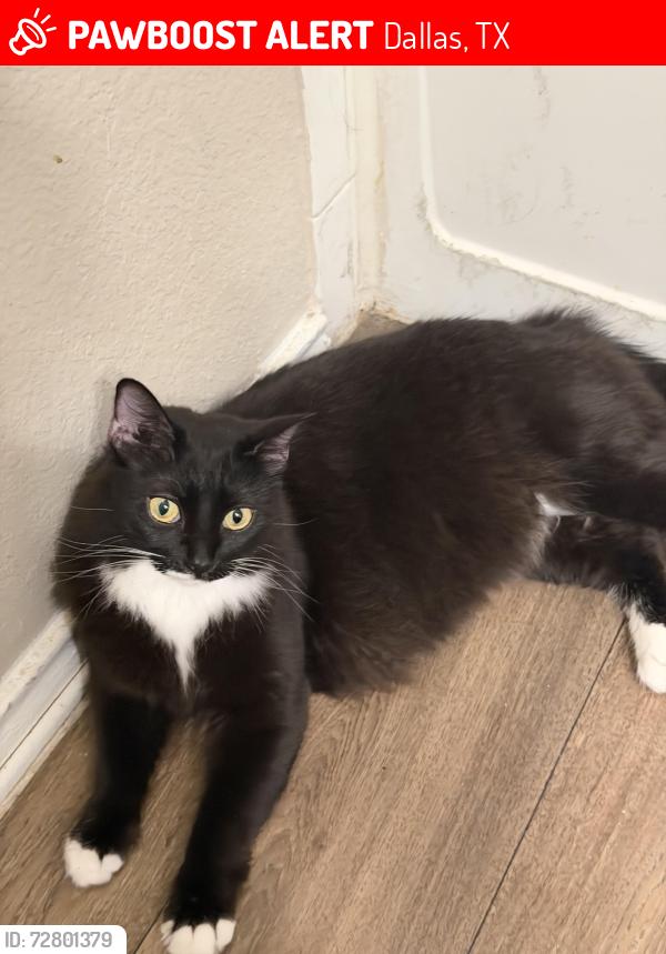 Lost Female Cat last seen Preston oaks rd and Montfort, Dallas, TX 75254