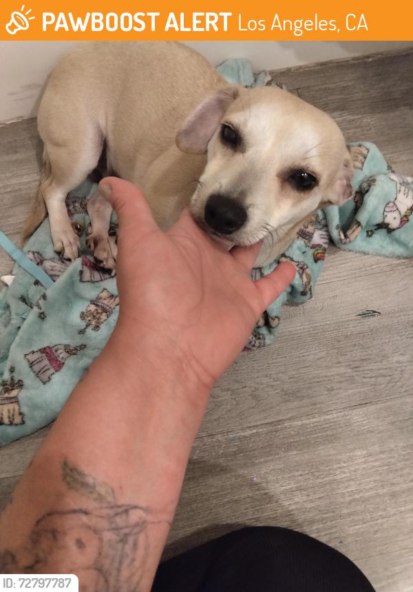 Found/Stray Female Dog last seen Near Broadway , Los Angeles, CA 90007