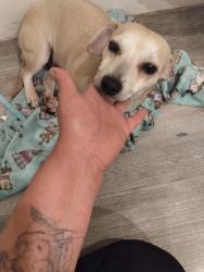 Found/Stray Female Dog last seen Near Broadway , Los Angeles, CA 90007