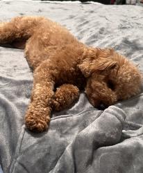Lost Female Dog last seen Hillside blvd , South San Francisco, CA 94080