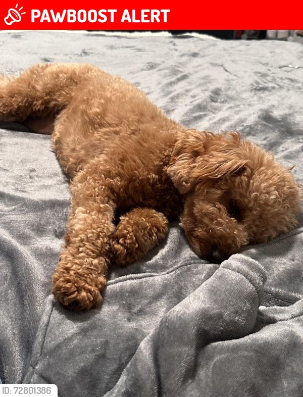Lost Female Dog last seen Hillside blvd , South San Francisco, CA 94080