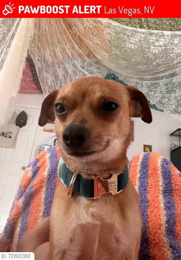 Lost Male Dog last seen Spencer and Cactus, Las Vegas, NV 89183