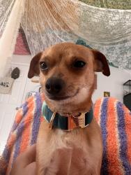 Lost Male Dog last seen Spencer and Cactus, Las Vegas, NV 89183