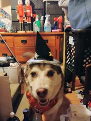Found/Stray Male Dog last seen Blossom way, Hayward, CA 94541