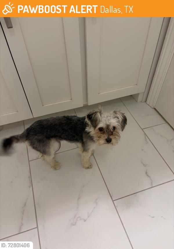 Found/Stray Male Dog last seen Fire station at harvest hill Montfort , Dallas, TX 75230