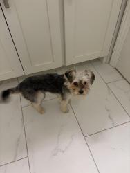Found/Stray Male Dog last seen Fire station at harvest hill Montfort , Dallas, TX 75230