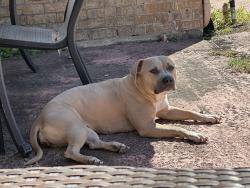 Reunited Female Dog last seen Southlea and Bataan Rd, Houston, TX 77033