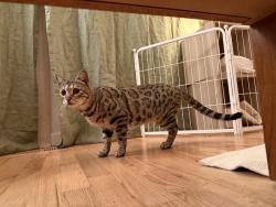 Found/Stray Female Cat last seen Lowe’s garden center, Federal Way, WA 98003