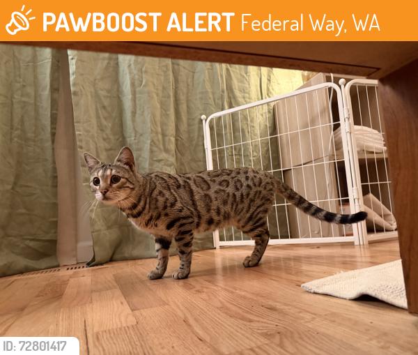 Found/Stray Female Cat last seen Lowe’s garden center, Federal Way, WA 98003