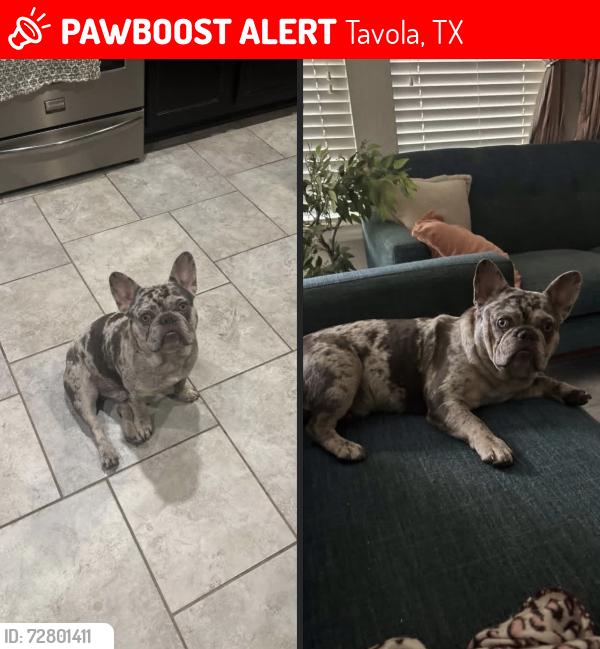 Lost Male Dog last seen Alder branch ln, Tavola, Tavola, TX 77357