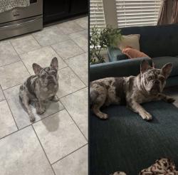 Lost Male Dog last seen Alder branch ln, Tavola, Tavola, TX 77357