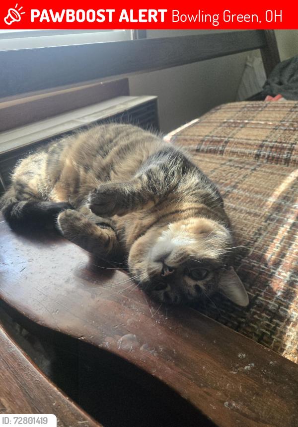 Lost Female Cat last seen Reed St, Bowling Green, OH 43402