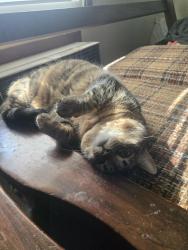 Lost Female Cat last seen Reed St, Bowling Green, OH 43402
