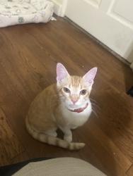 Found/Stray Unknown Cat last seen Martel, Dallas, TX 75206