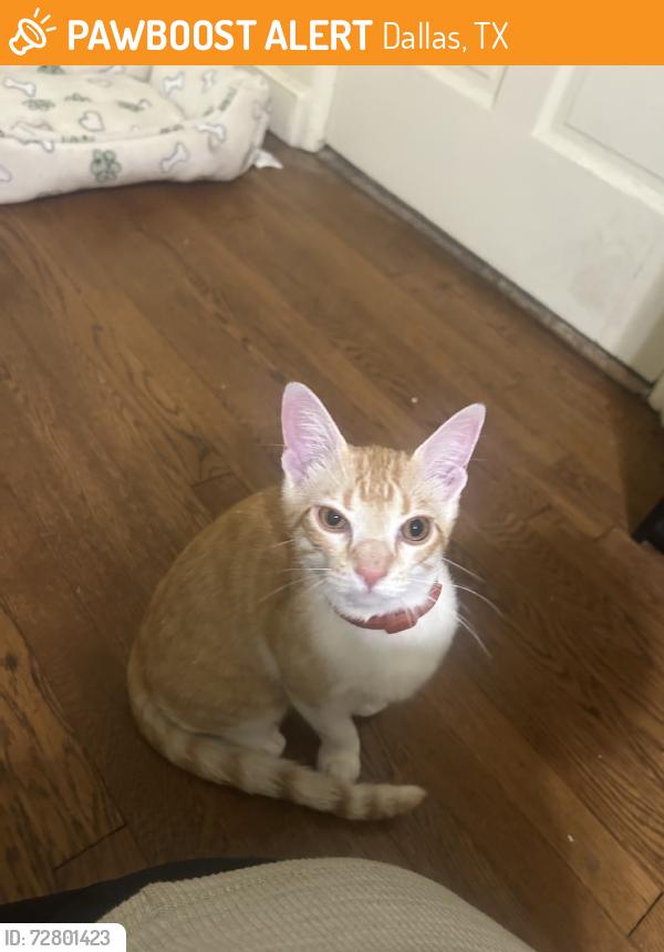 Found/Stray Unknown Cat last seen Martel, Dallas, TX 75206