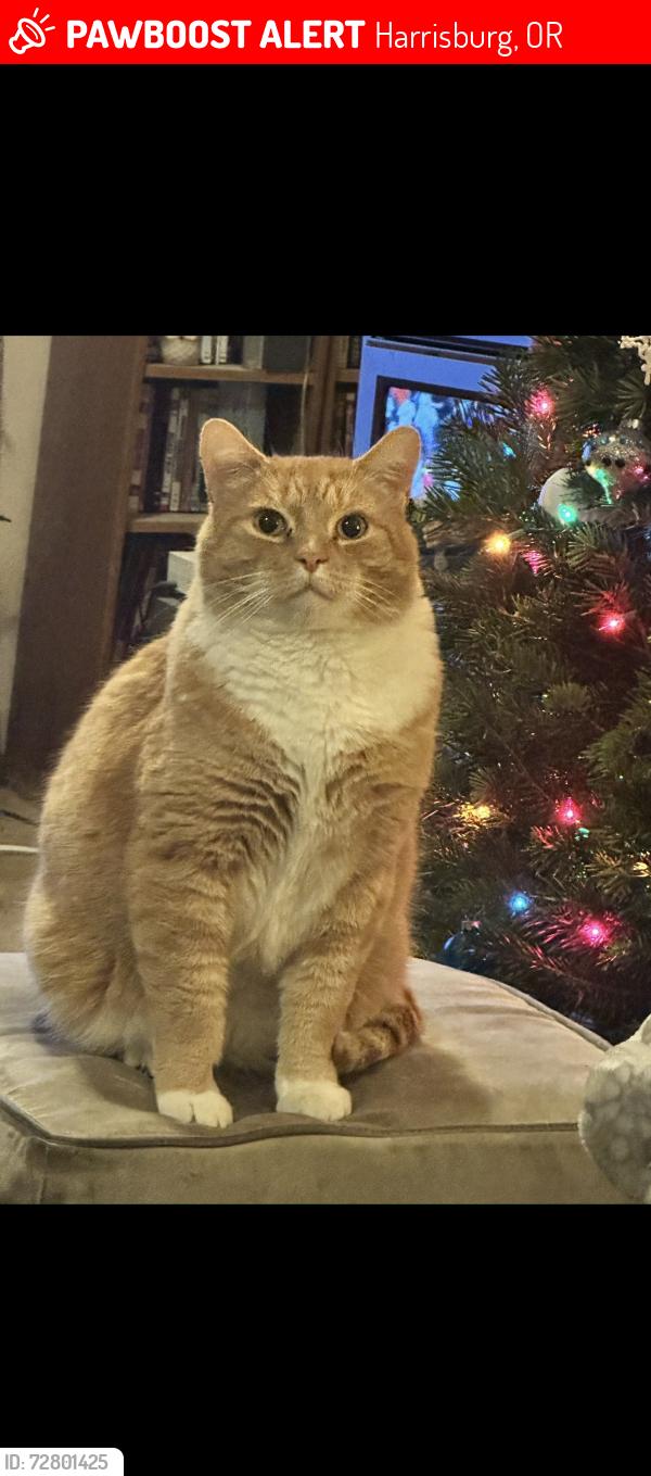 Lost Male Cat last seen 9th Street, Harrisburg, OR 97446