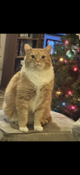 Lost Male Cat last seen 9th Street, Harrisburg, OR 97446