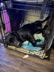 Lost Female Dog last seen Last seen in my yard. Someone broke in my backyard and didn’t close my gate so she got out. , Coal Hill, AR 72832