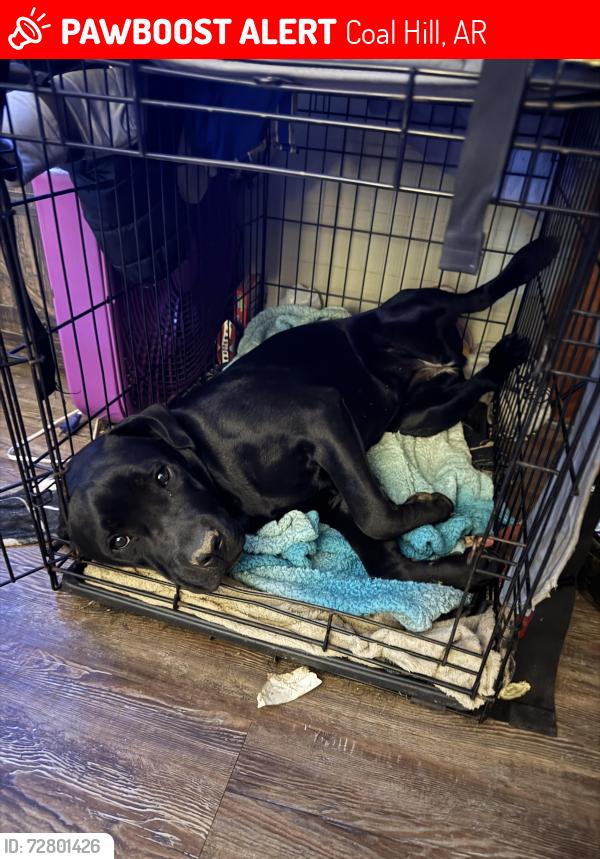 Lost Female Dog last seen Last seen in my yard. Someone broke in my backyard and didn’t close my gate so she got out. , Coal Hill, AR 72832