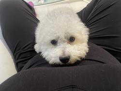 Lost Male Dog last seen Grand Ave and menard ave, Chicago, IL 60639