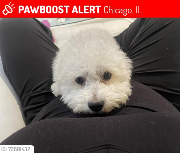 Lost Male Dog last seen Grand Ave and menard ave, Chicago, IL 60639