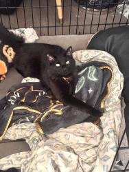 Lost Male Cat last seen Brookdale, Lakewood, CO 80232