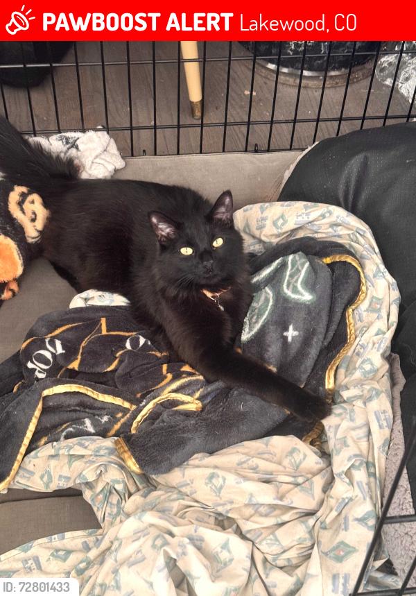 Lost Male Cat last seen Brookdale, Lakewood, CO 80232
