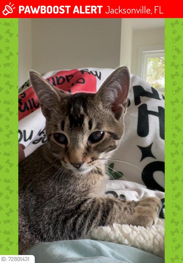Lost Male Cat last seen Yellowbluff and Main st, Jacksonville, FL 32218