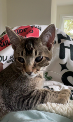 Lost Male Cat last seen Yellowbluff and Main st, Jacksonville, FL 32218