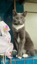 Lost Male Cat last seen San Juan and 7th Ave, Los Angeles, CA 90291