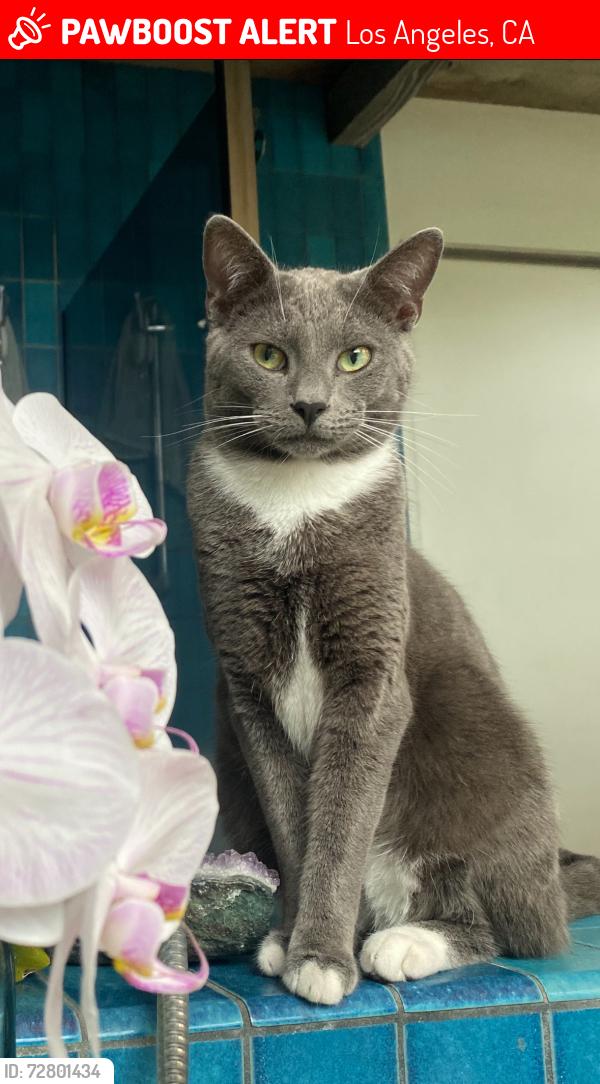 Lost Male Cat last seen San Juan and 7th Ave, Los Angeles, CA 90291