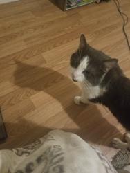 Lost Male Cat last seen Cross Street, Anderson, IN 46011