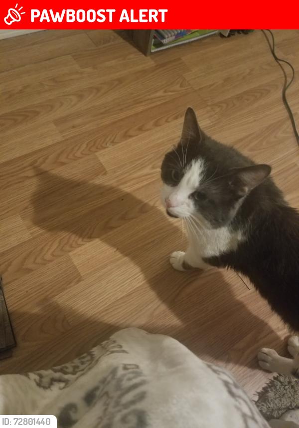 Lost Male Cat last seen Cross Street, Anderson, IN 46011