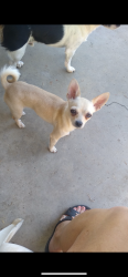 Lost Female Dog last seen Woodland ave, near carpenter road. near rail road in the grge area., Modesto, CA 95358