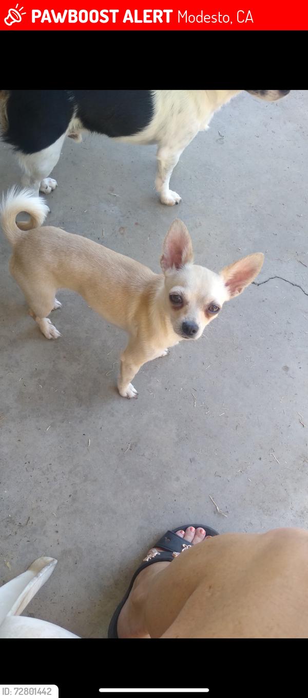 Lost Female Dog last seen Woodland ave, near carpenter road. near rail road in the grge area., Modesto, CA 95358