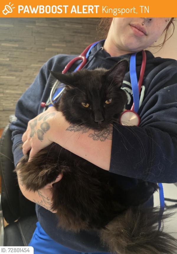 Found/Stray Male Cat last seen Kingsport TN, Kingsport, TN 37660