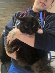 Found/Stray Male Cat last seen Kingsport TN, Kingsport, TN 37660