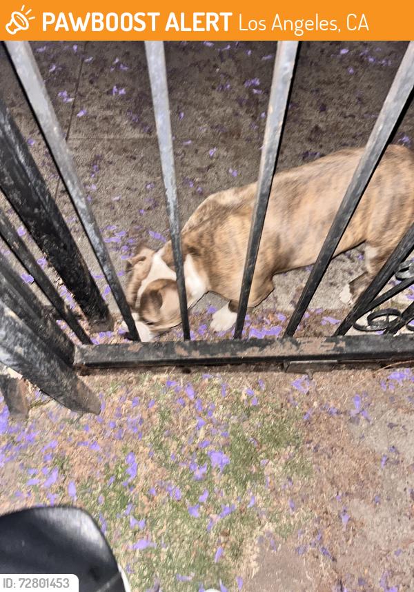 Found/Stray Male Dog last seen Western/ exposition , Los Angeles, CA 90018